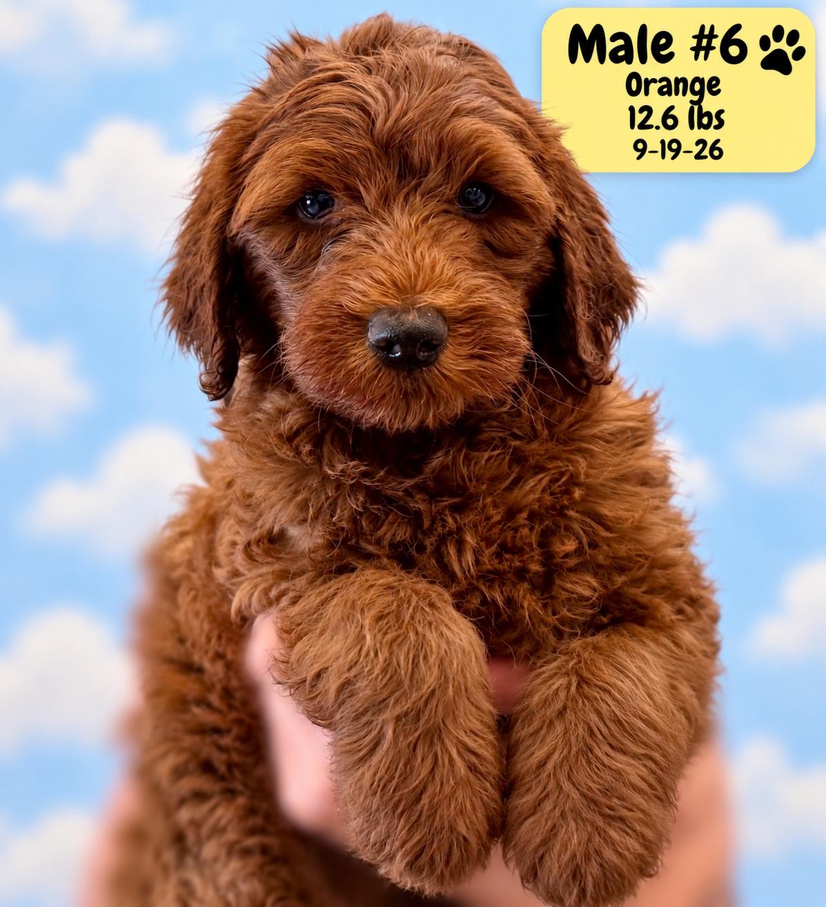 Enlarge Baxter, a Adoptable Labradoodle in El Segundo, CA image 3/6