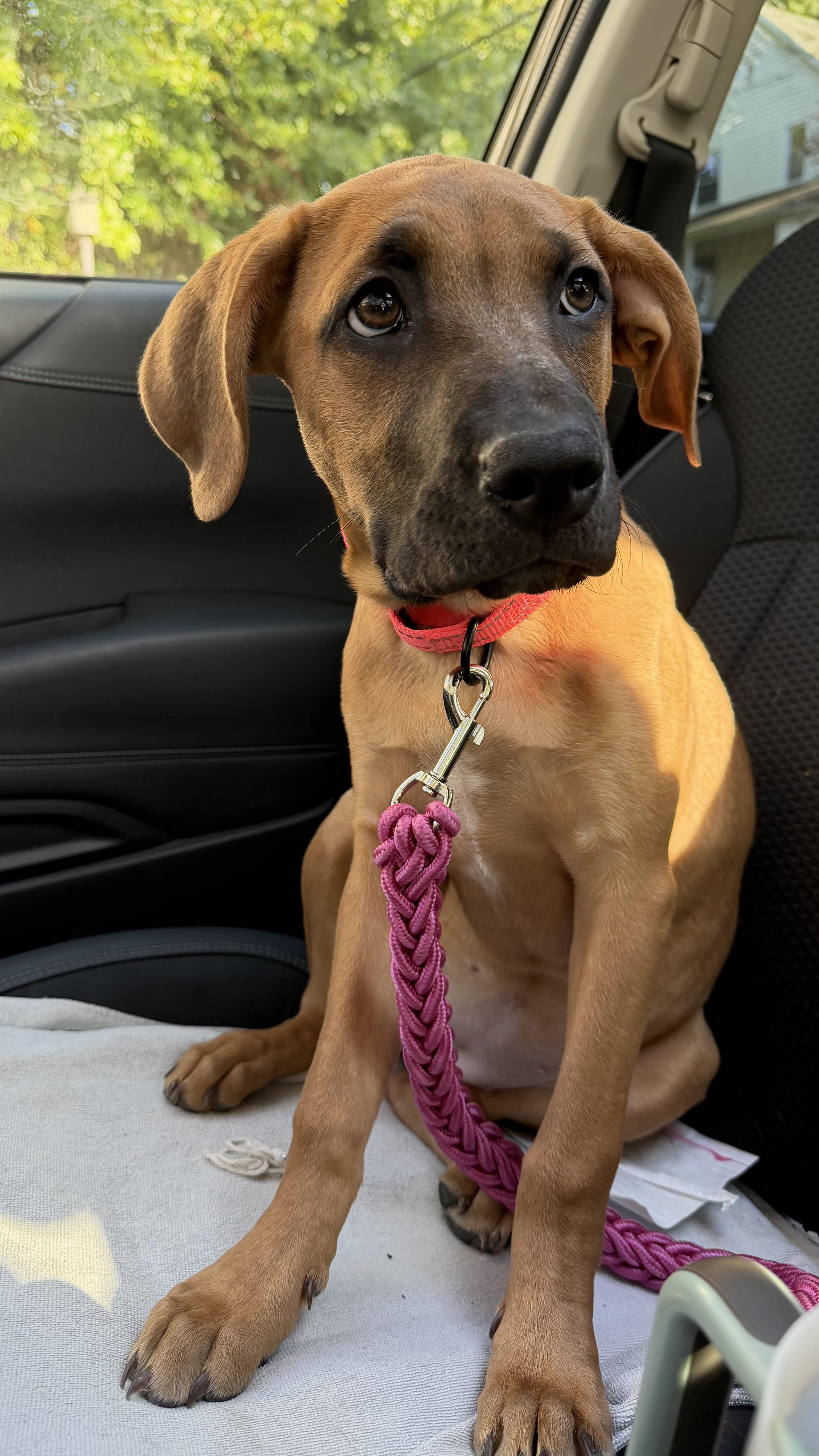 Enlarge Demi, a Adoptable mixed breed in Youngstown, OH image 4/6