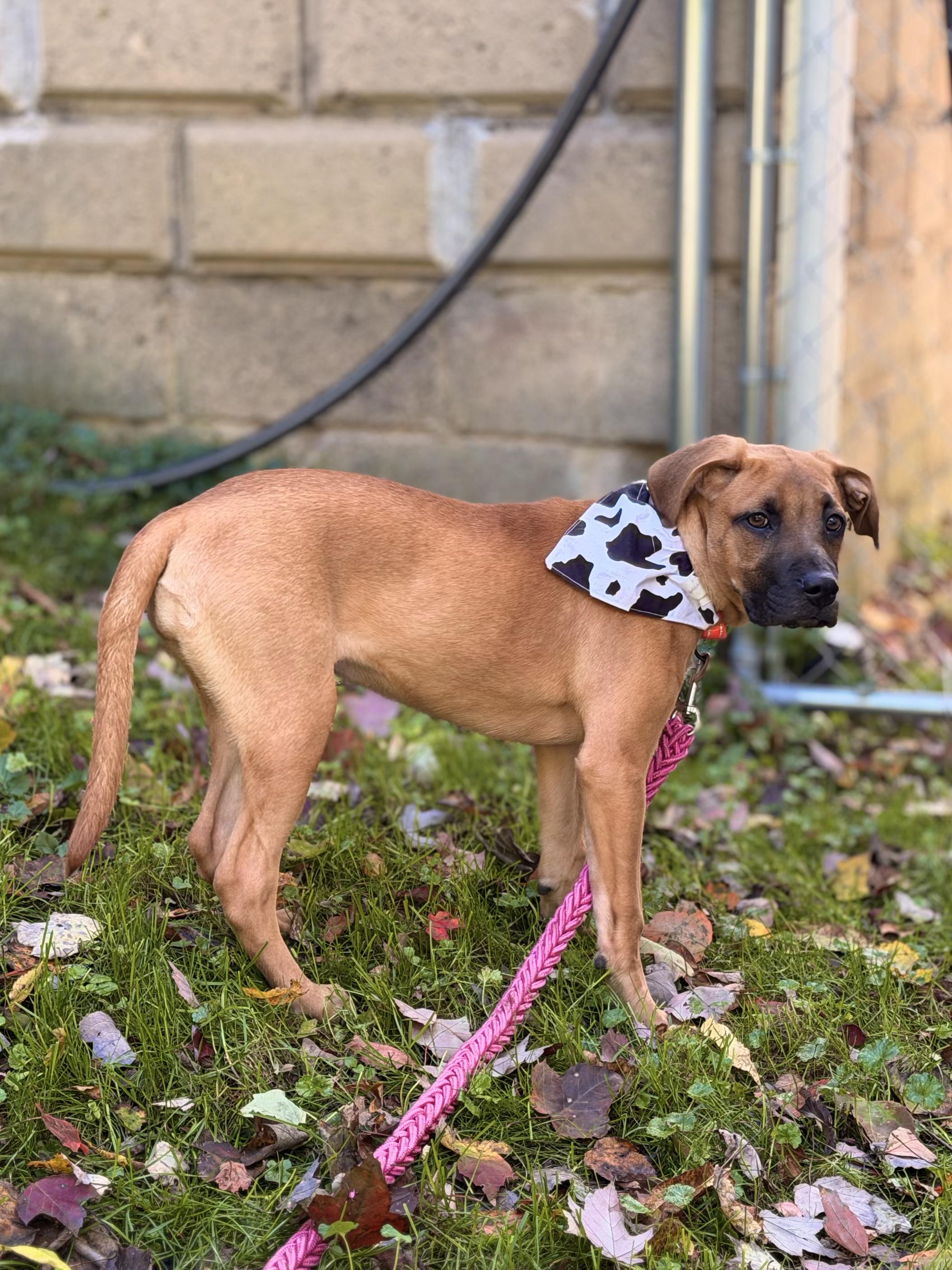 Enlarge Demi, a Adoptable mixed breed in Youngstown, OH image 2/6
