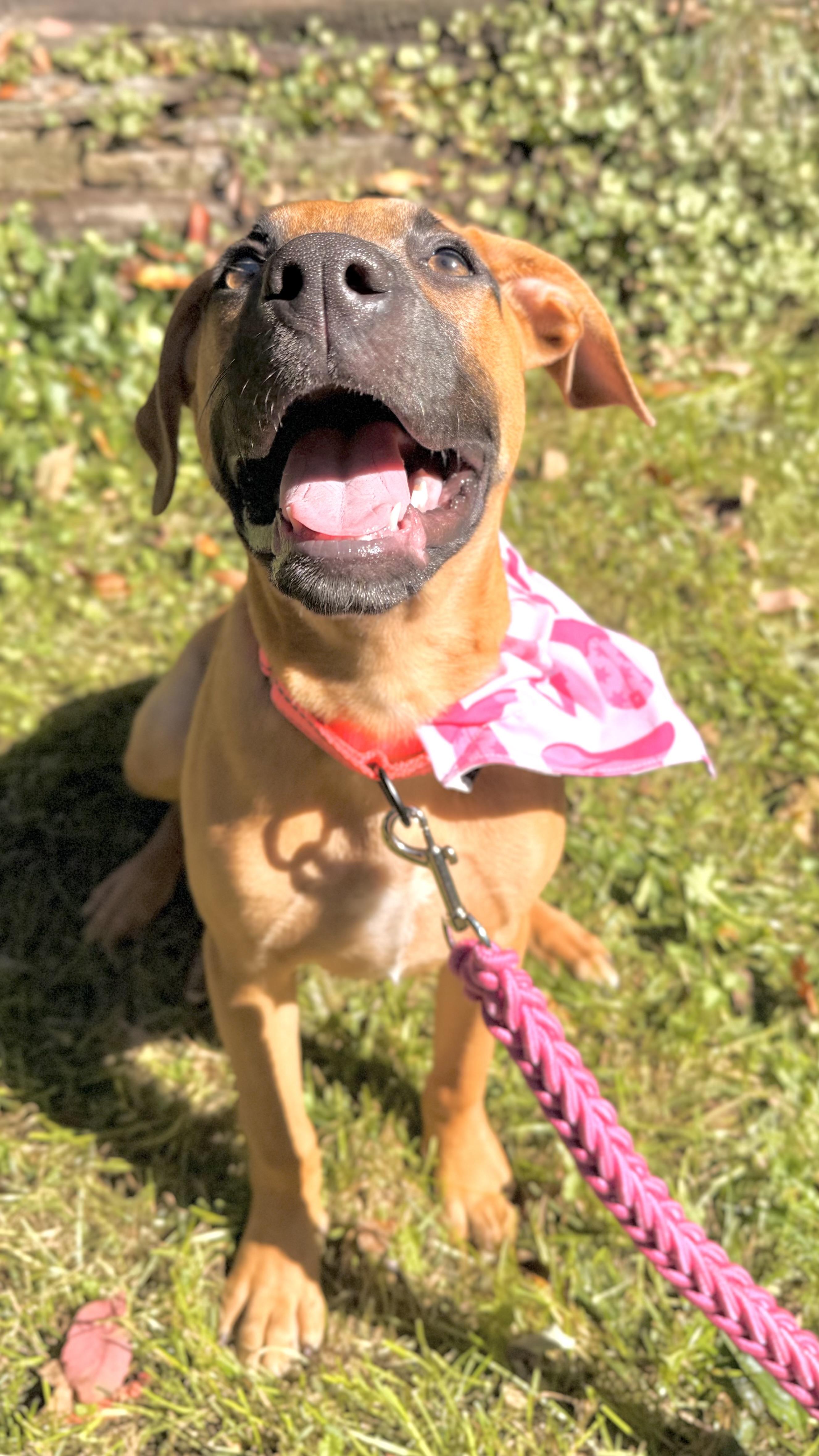 Enlarge Demi, a Adoptable mixed breed in Youngstown, OH image 3/6