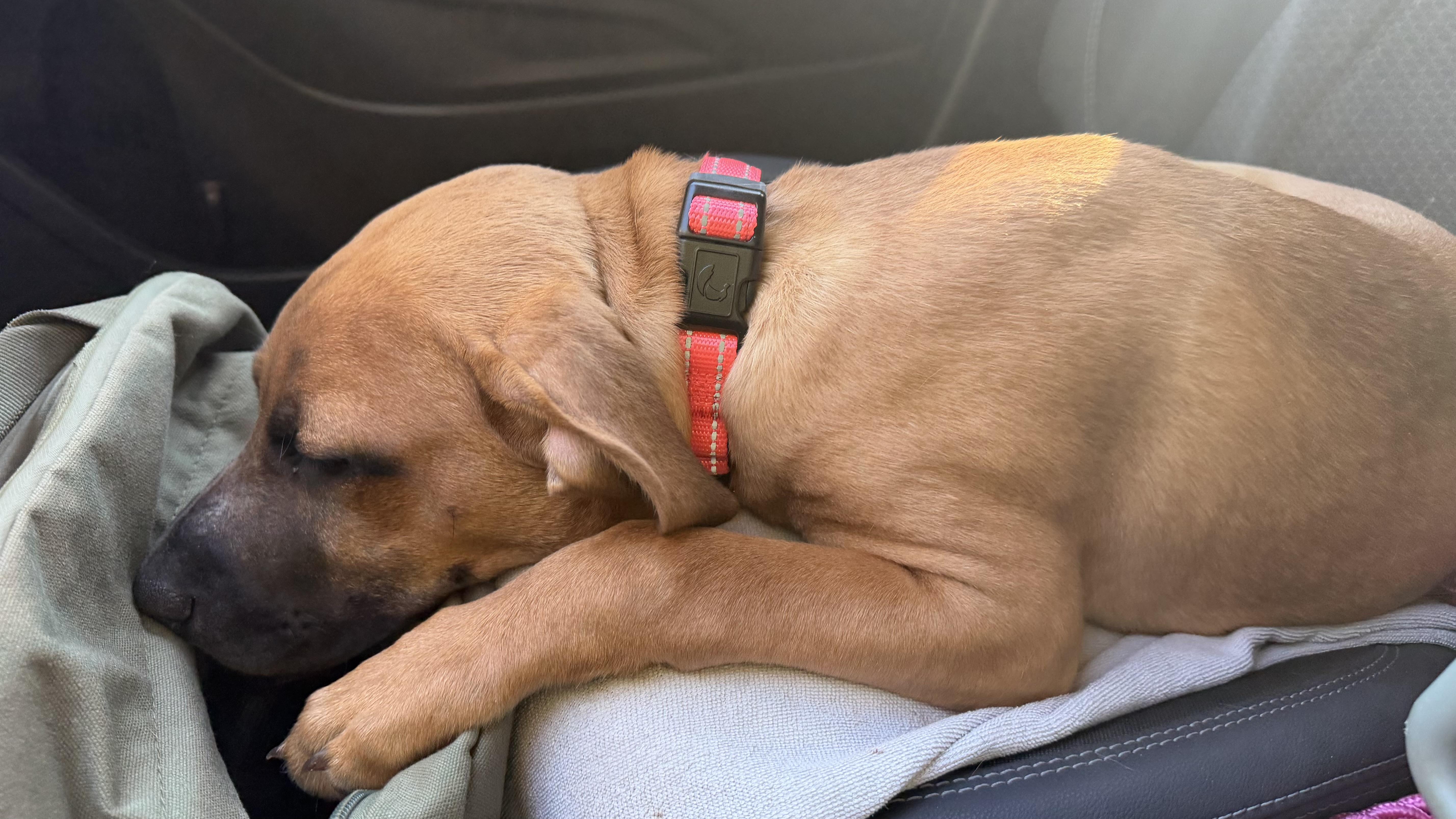 Enlarge Demi, a Adoptable mixed breed in Youngstown, OH image 5/6