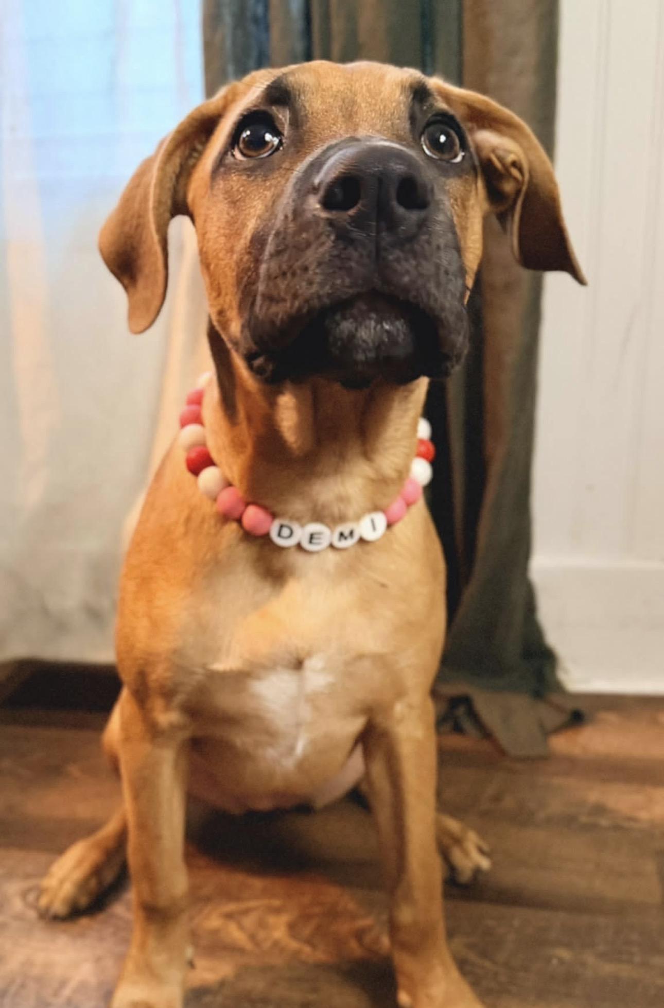 Demi, Adoptable, Puppy Female Mastiff.