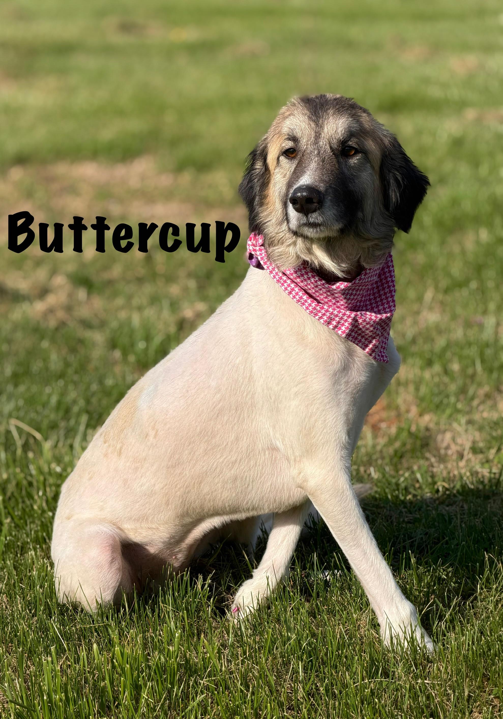 Enlarge Buttercup, a Adoptable mixed breed in Albany, NY image 3/4