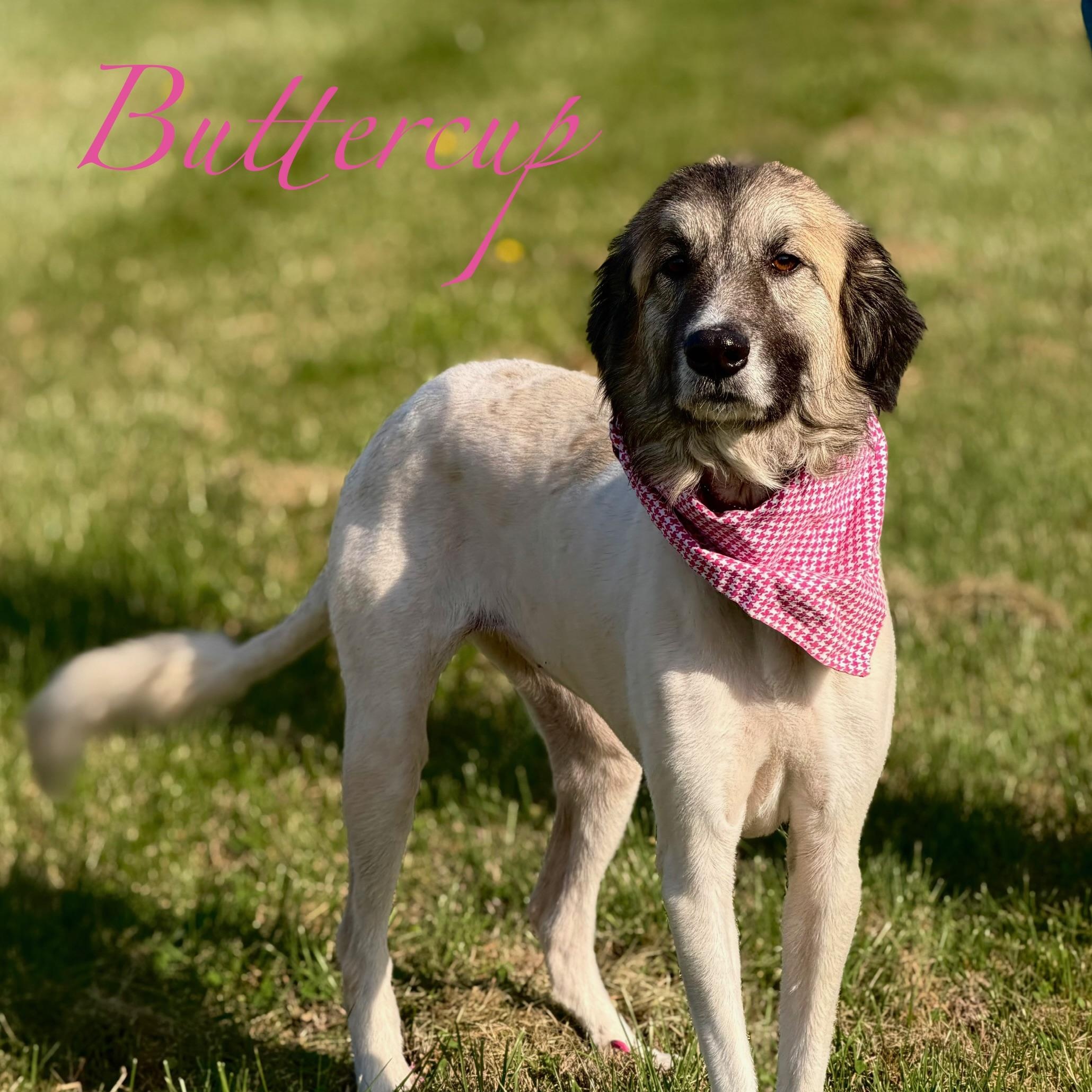 Enlarge Buttercup, a Adoptable mixed breed in Albany, NY image 2/4