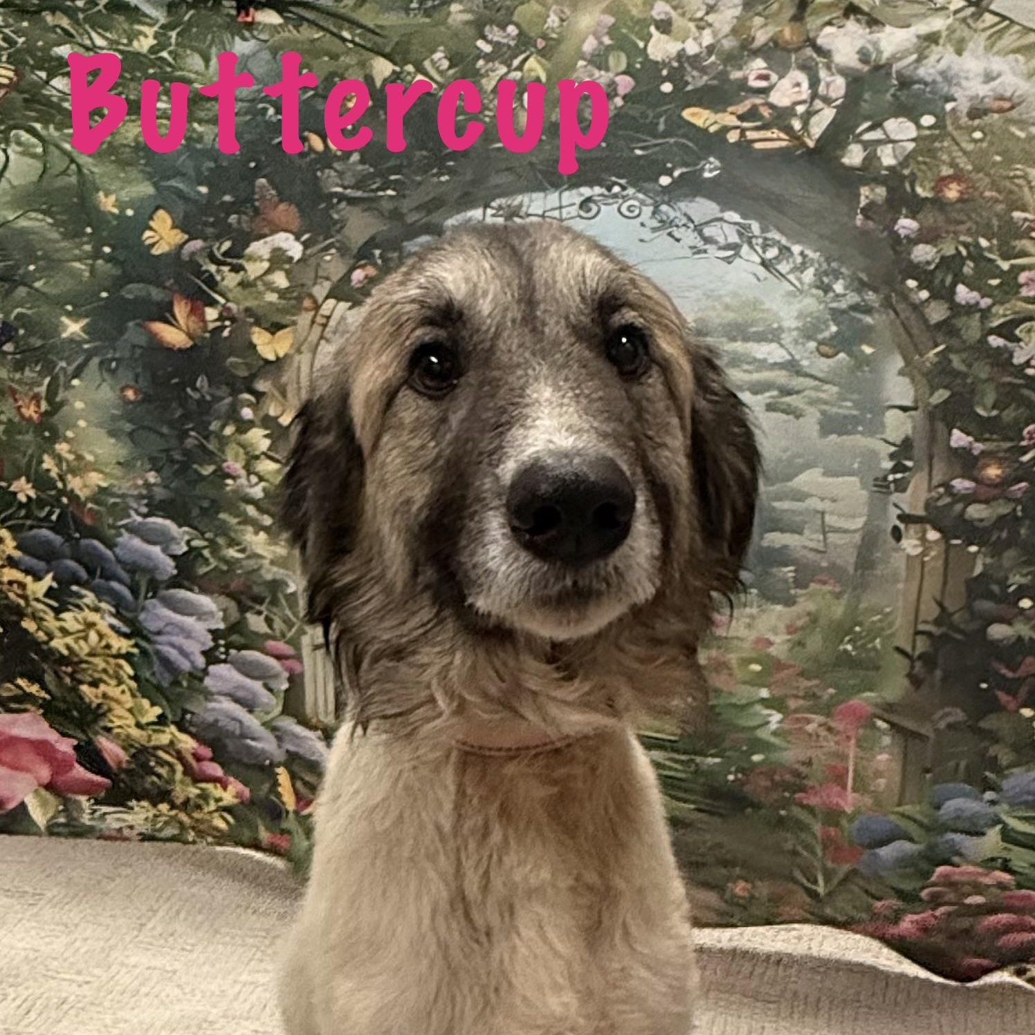 Enlarge Buttercup, a Adoptable mixed breed in Albany, NY image 1/4