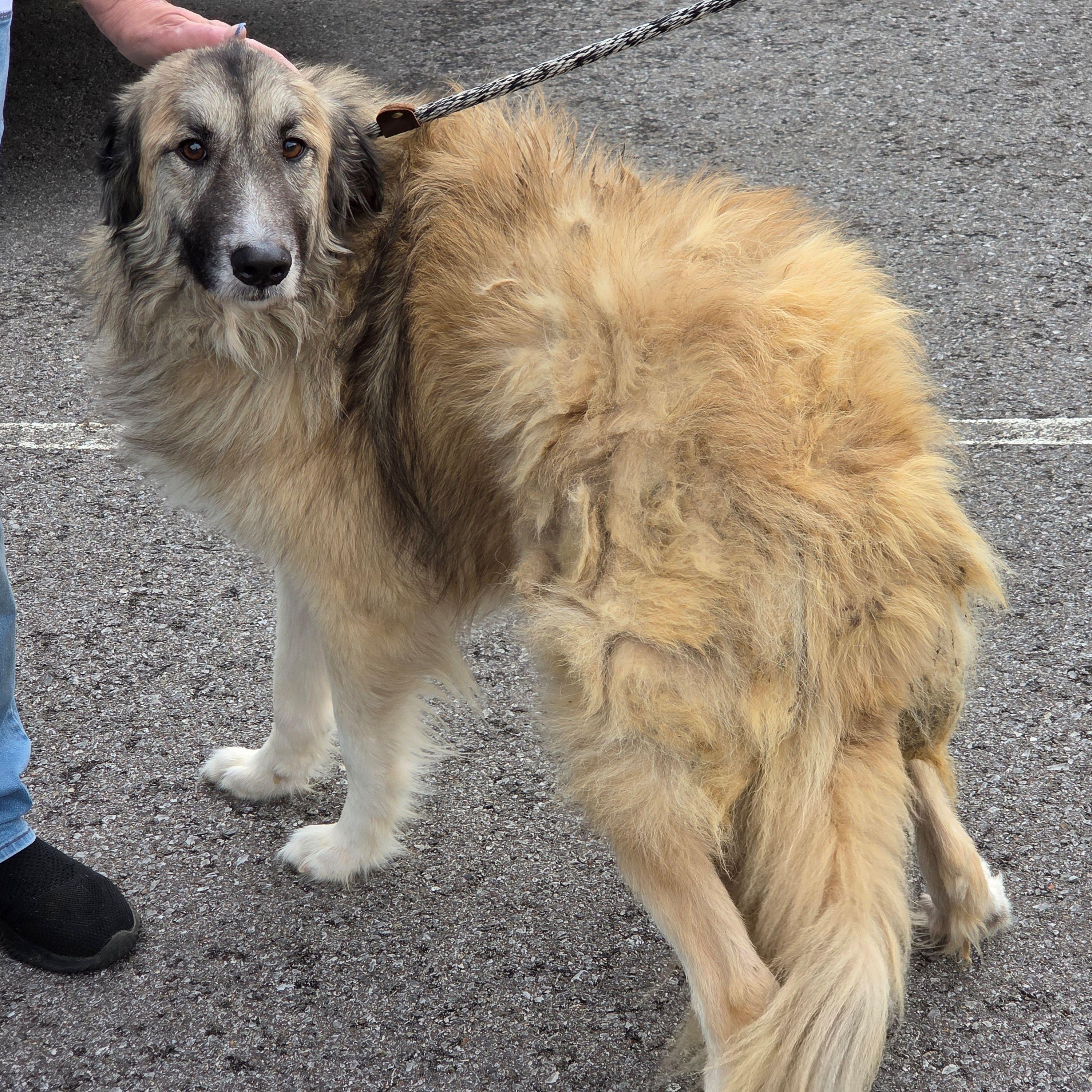 Enlarge Buttercup, a Adoptable mixed breed in Albany, NY image 4/4