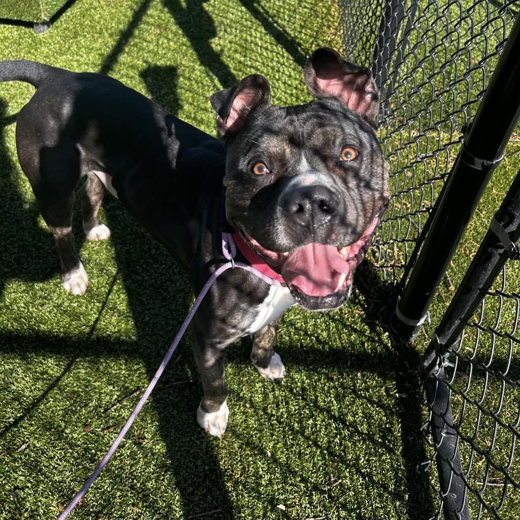 Aladdin, Adoptable, Adult Male Mixed Breed.