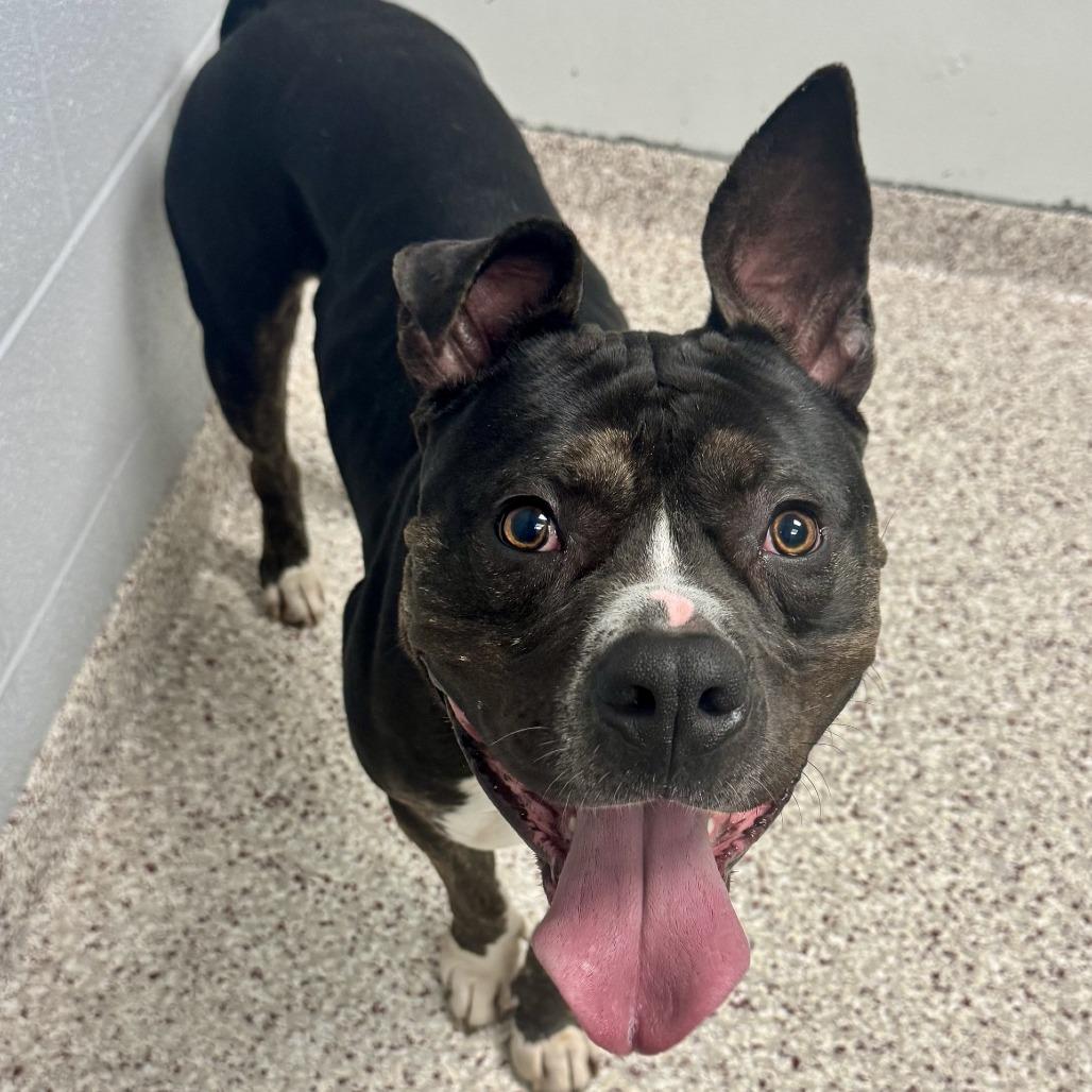 Enlarge Aladdin, a Adoptable Mixed Breed in Winston-Salem, NC image 2/2