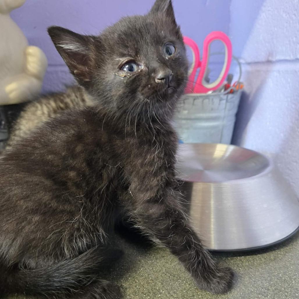 Meatball, Adoptable, Kitten Male Domestic Short Hair.