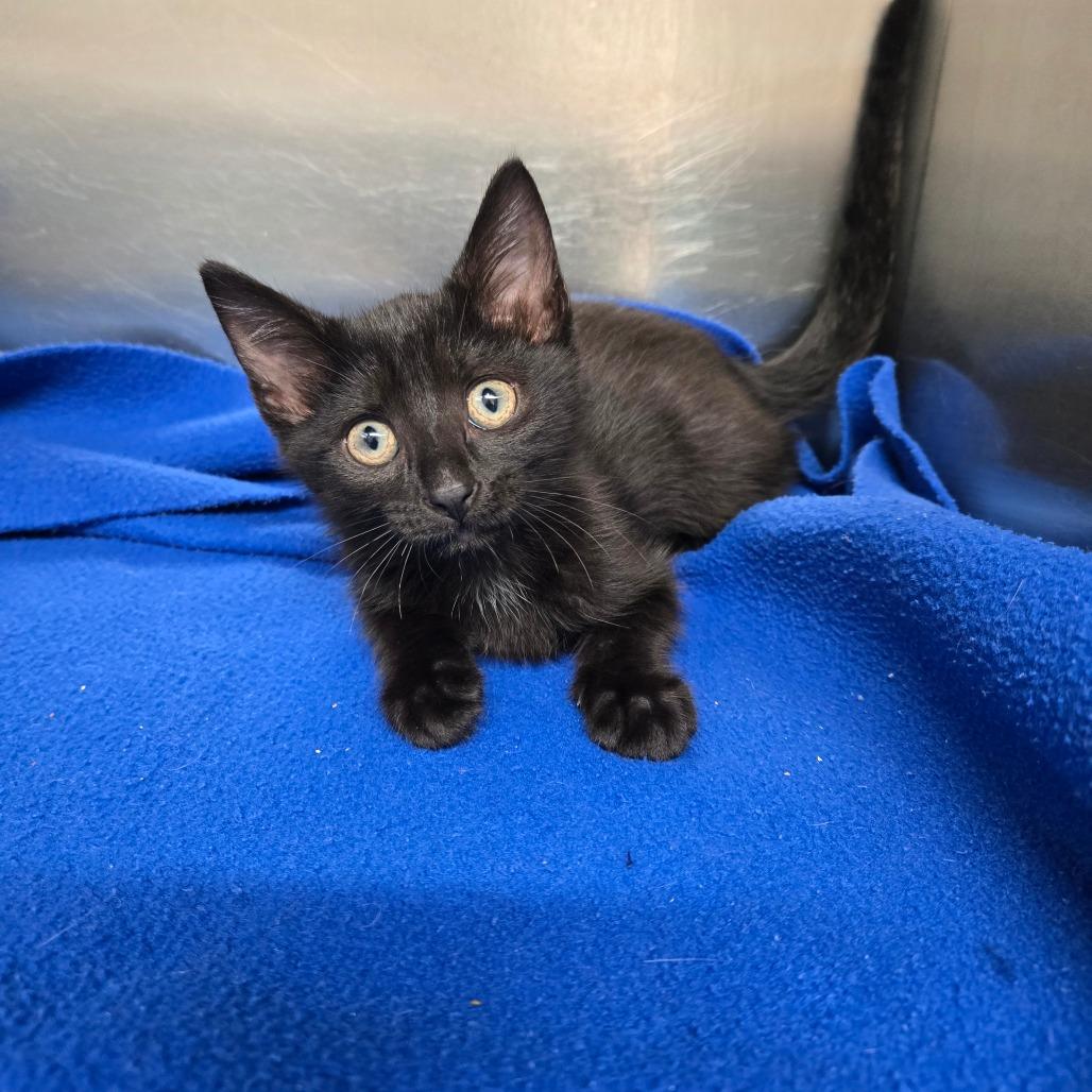 Meatball, a Adoptable Domestic Short Hair in Newport, TN image 2/2