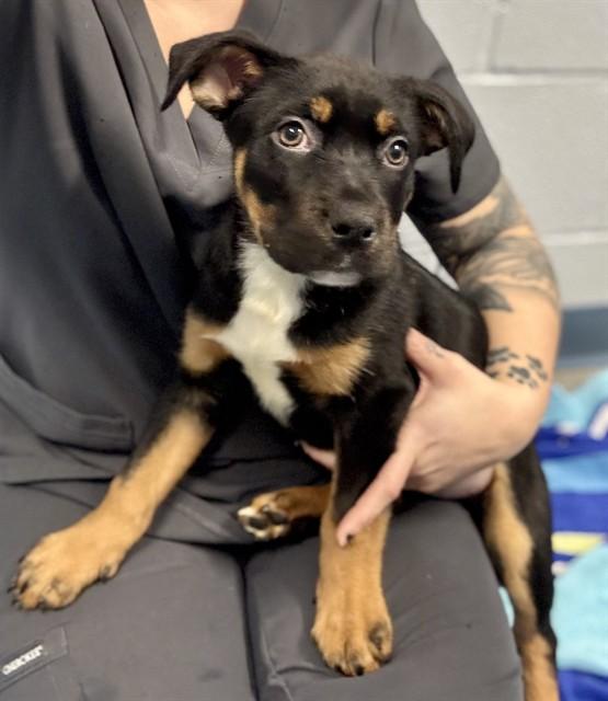 LILLIE, Adoptable, Puppy Female Labrador Retriever & Pit Bull Terrier.