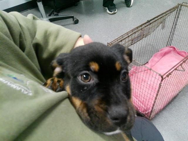 LILLIE, Adoptable, Puppy Female Pit Bull Terrier & Mixed Breed.