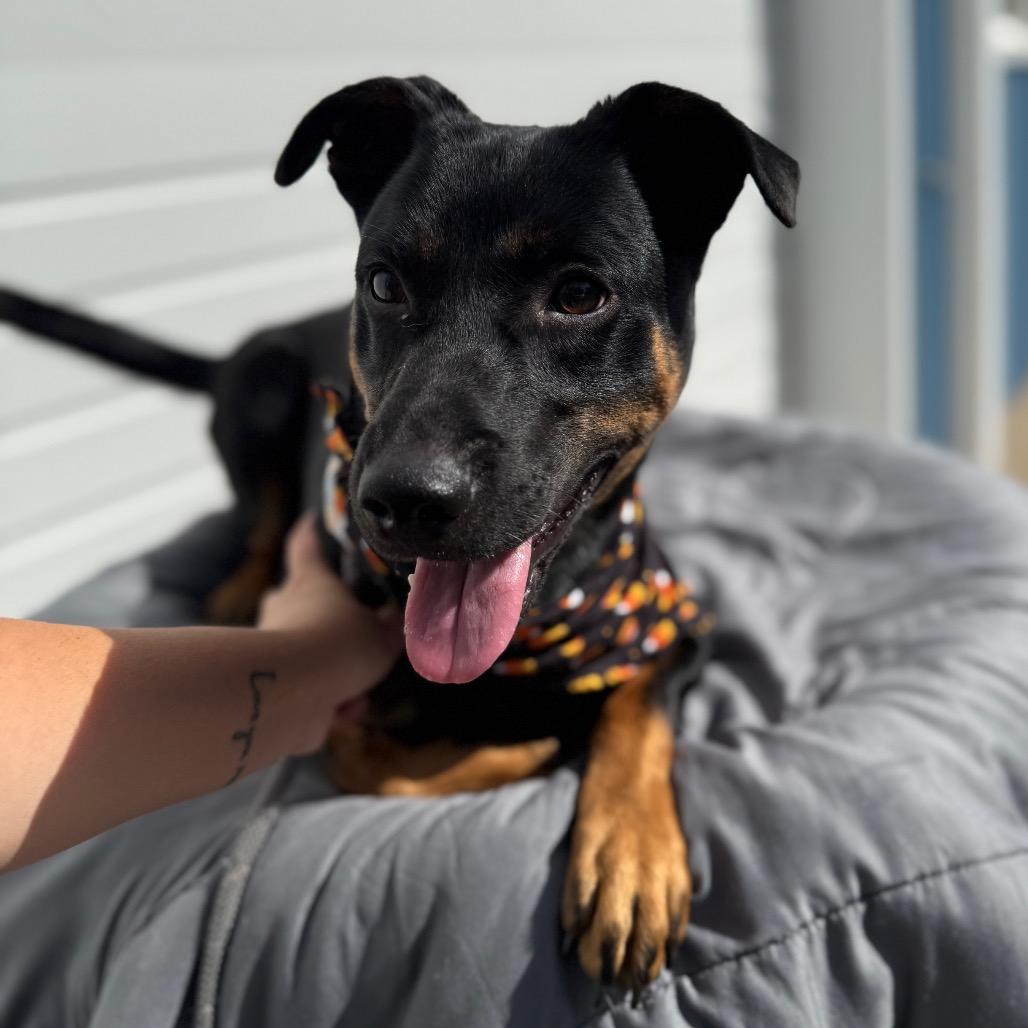 Fred, Adoptable, Young Male Shepherd.