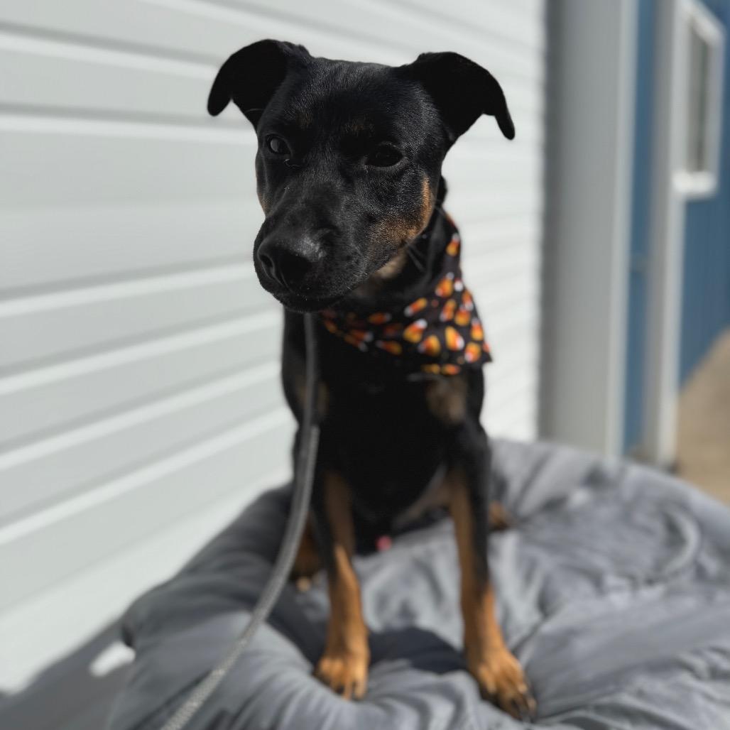 Fred, a Adoptable mixed breed in Newberg, OR image 2/6