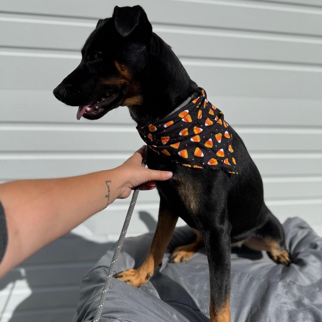 Fred, a Adoptable mixed breed in Newberg, OR image 4/6