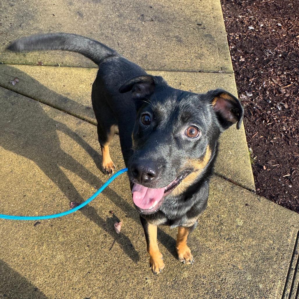Enlarge Fred, a Adoptable mixed breed in Newberg, OR image 5/6