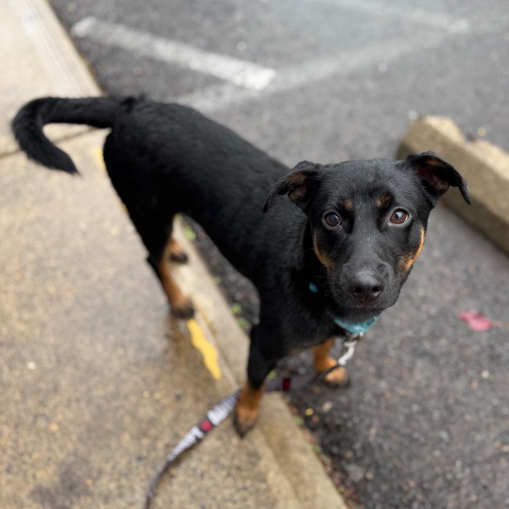 Fred, a Adoptable mixed breed in Newberg, OR image 5/6