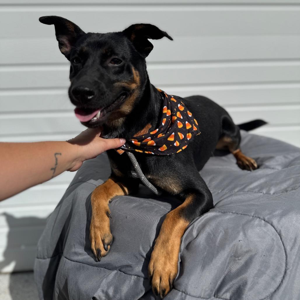 Fred, a Adoptable mixed breed in Newberg, OR image 6/6