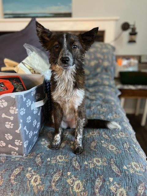 Levie, Adoptable, Puppy Female Australian Shepherd & Border Collie.