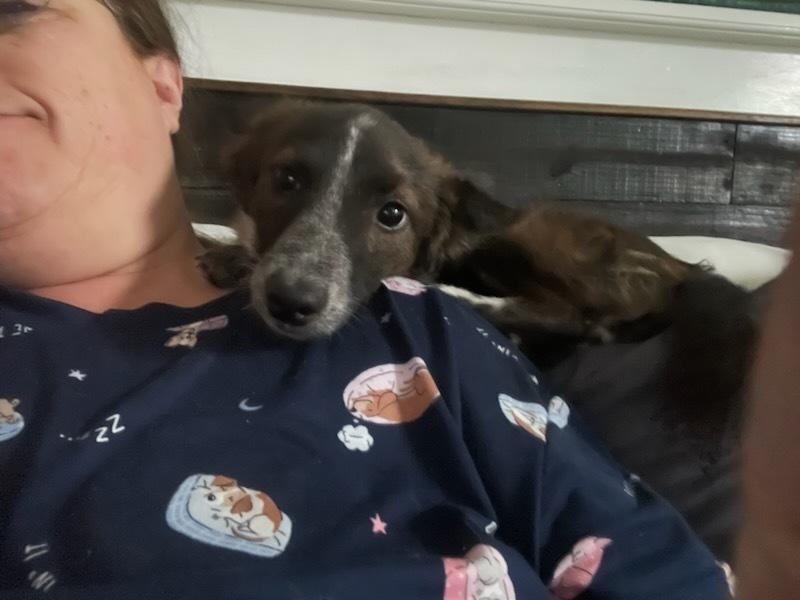 Enlarge Levie, a Adoptable mixed breed in Milton, GA image 2/6