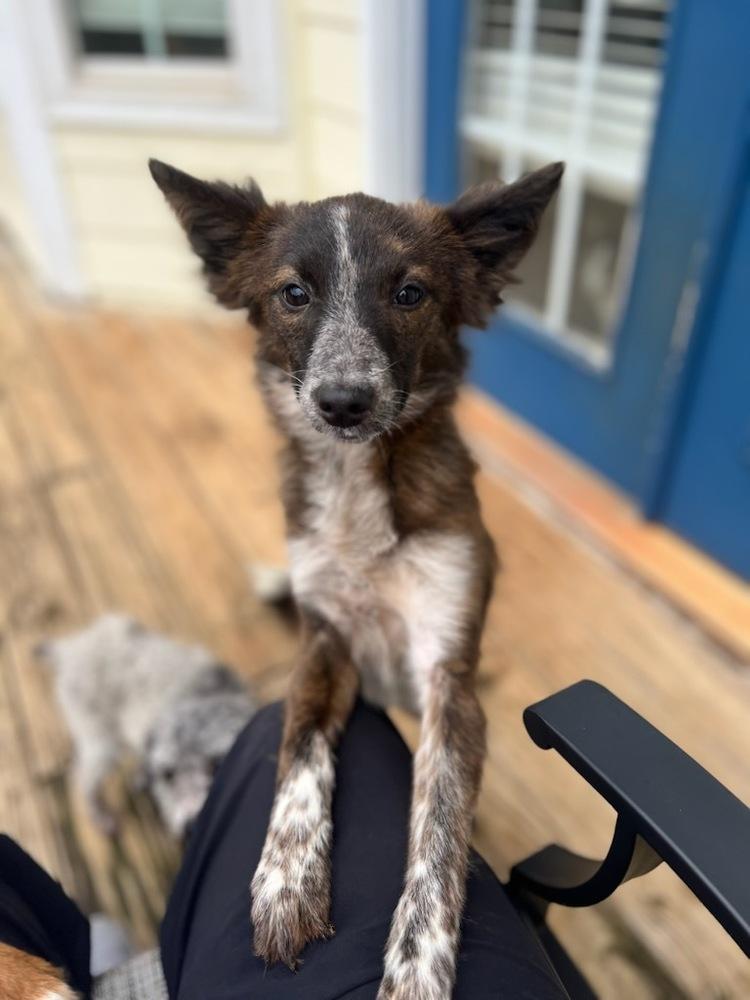 Enlarge Levie, a Adoptable mixed breed in Milton, GA image 4/6