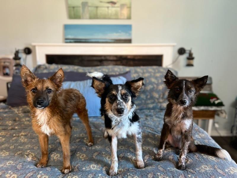 Enlarge Levie, a Adoptable mixed breed in Milton, GA image 5/6