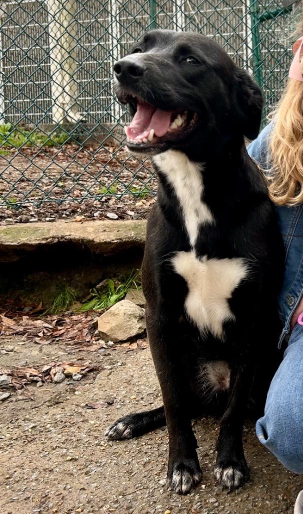 Blackberry / Zara, Adoptable, Young Female Labrador Retriever.