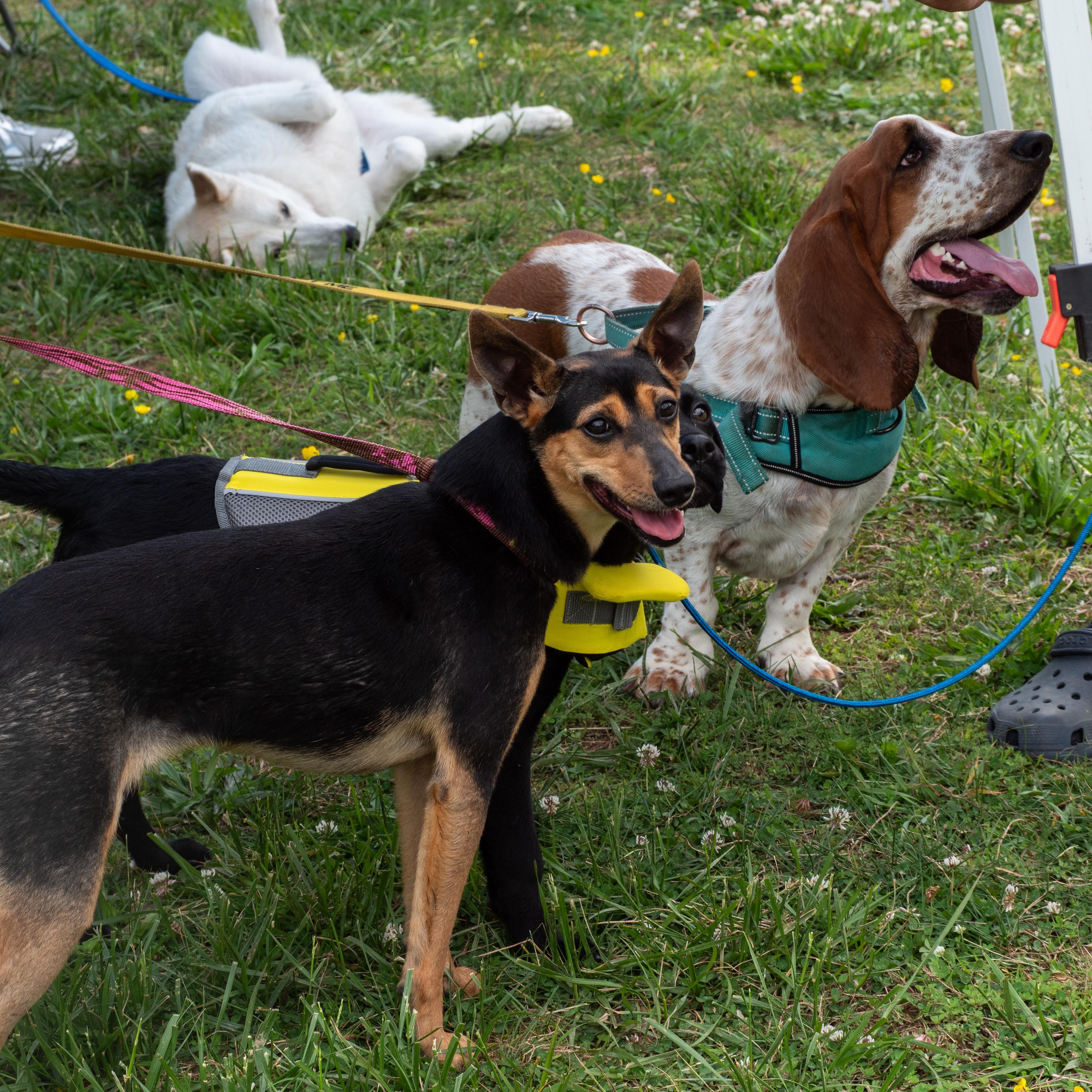 Enlarge Peanut, a ADOPTABLE Basset Hound in Silver Spring, MD image 4/6