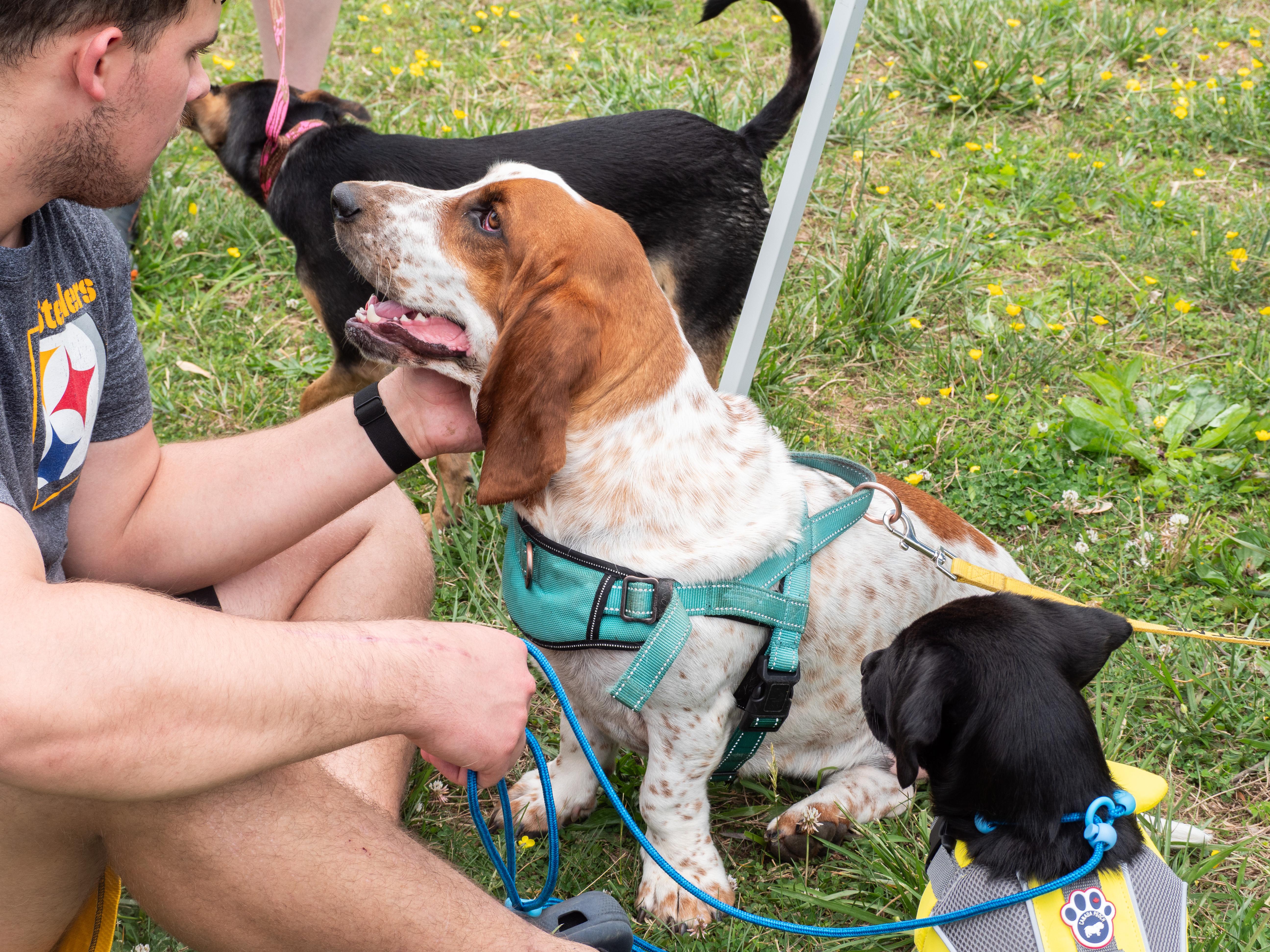 Enlarge Peanut, a ADOPTABLE Basset Hound in Silver Spring, MD image 2/6