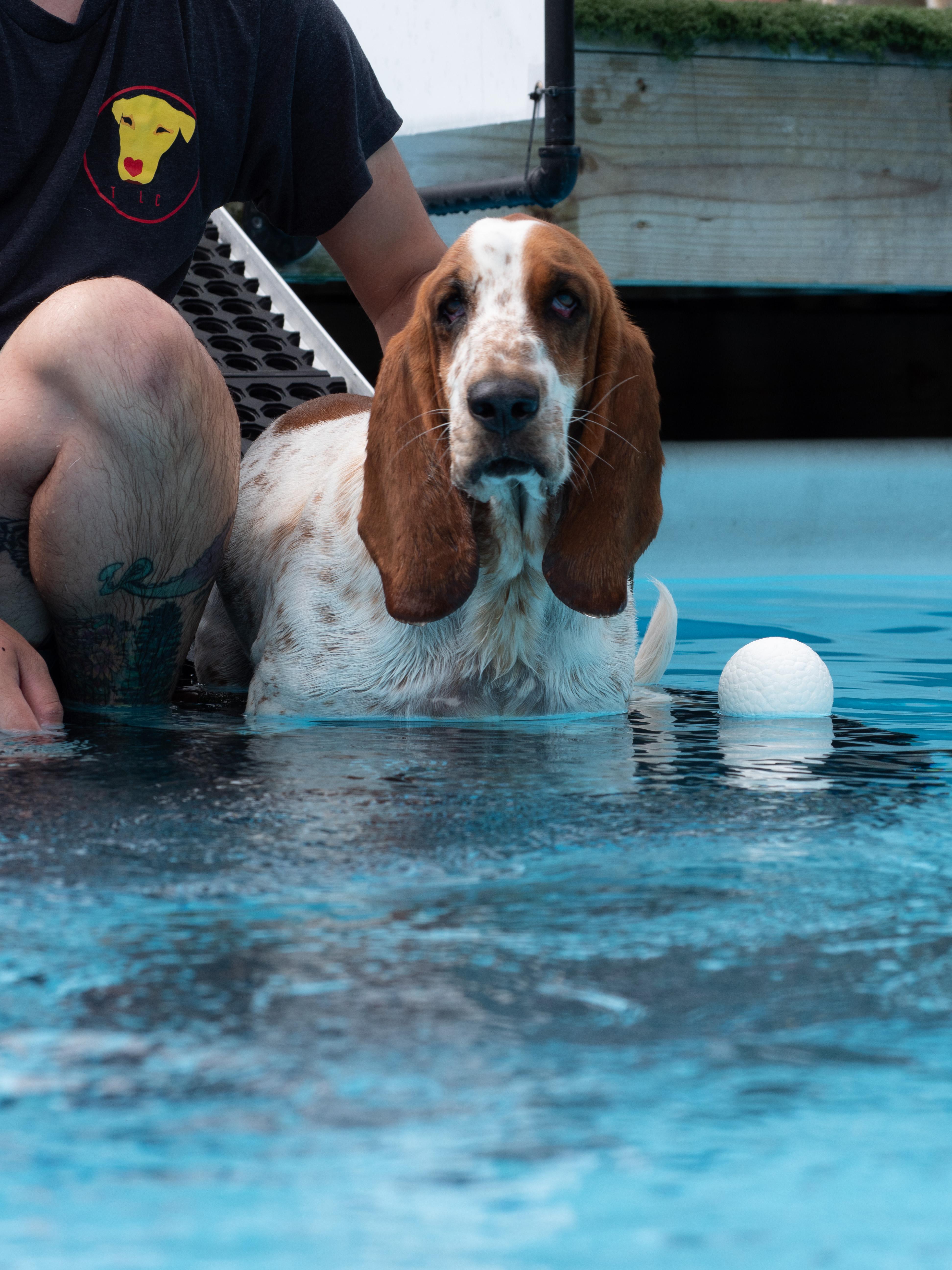 Peanut, ADOPTABLE, Adult Female Basset Hound.