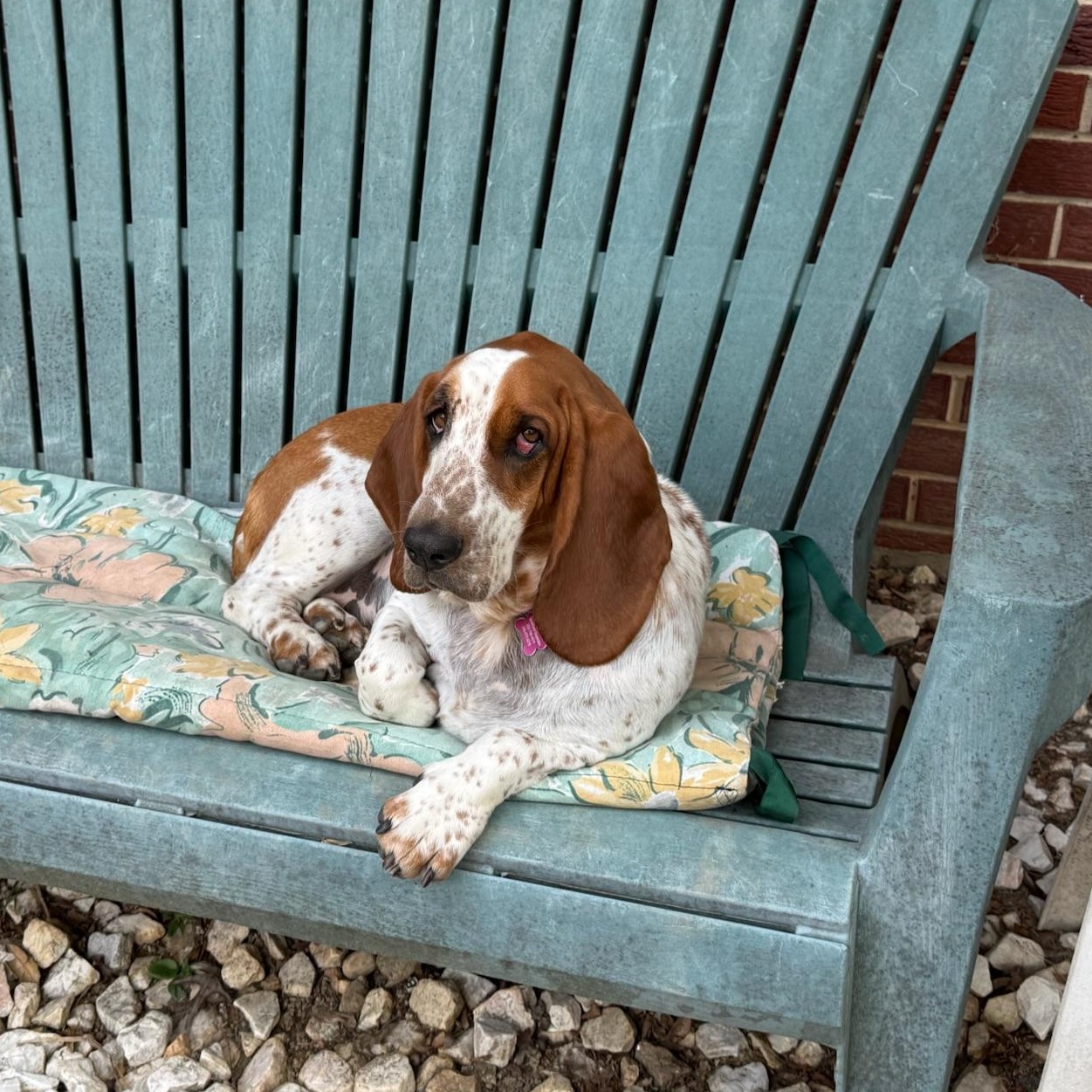 Peanut, ADOPTABLE, Young Female Basset Hound.