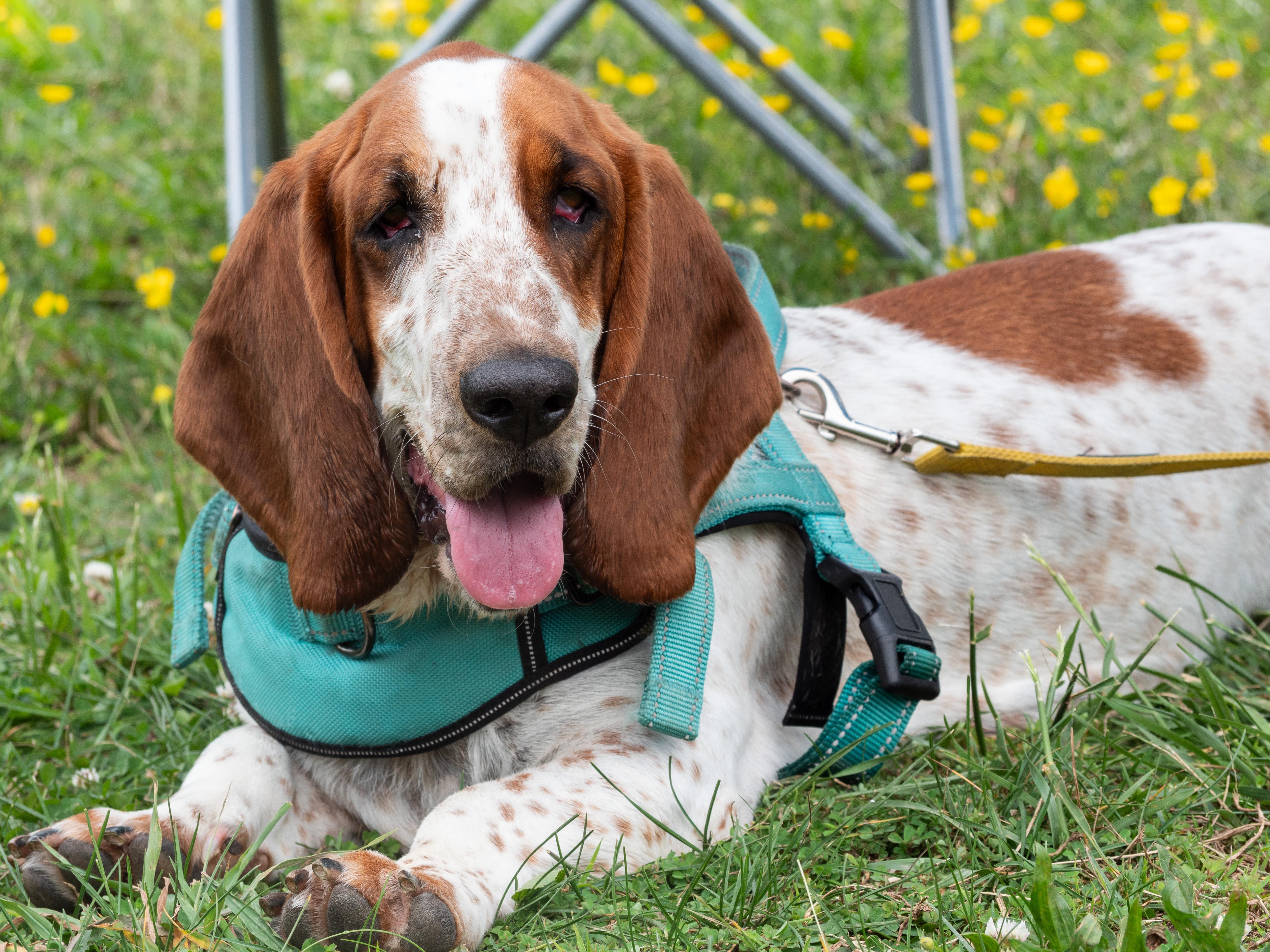 Enlarge Peanut, a ADOPTABLE Basset Hound in Silver Spring, MD image 3/6