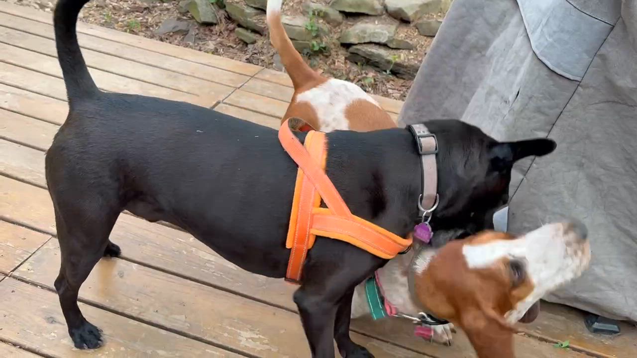 Enlarge Peanut, a ADOPTABLE Basset Hound in Silver Spring, MD video 6/6