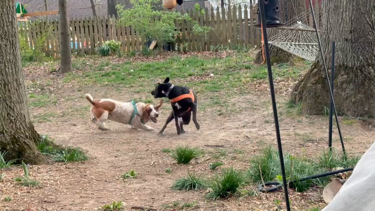 Enlarge Peanut, a ADOPTABLE Basset Hound in Silver Spring, MD video 5/6
