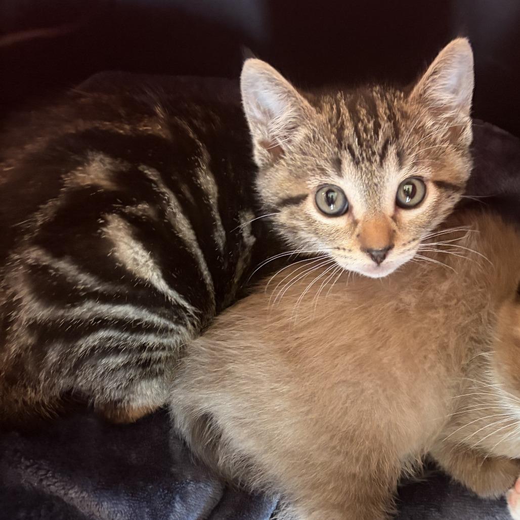 Enlarge Diego, a Adoptable Domestic Short Hair in Talent, OR image 1/6