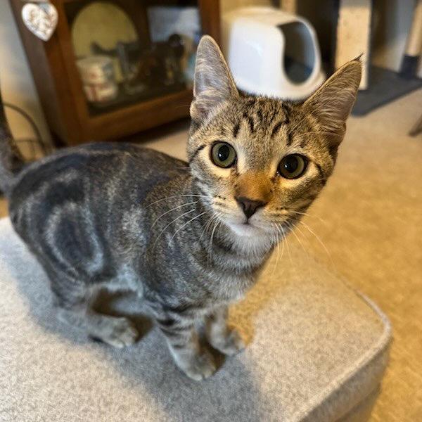 Enlarge Diego, a Adoptable Domestic Short Hair in Talent, OR image 2/6