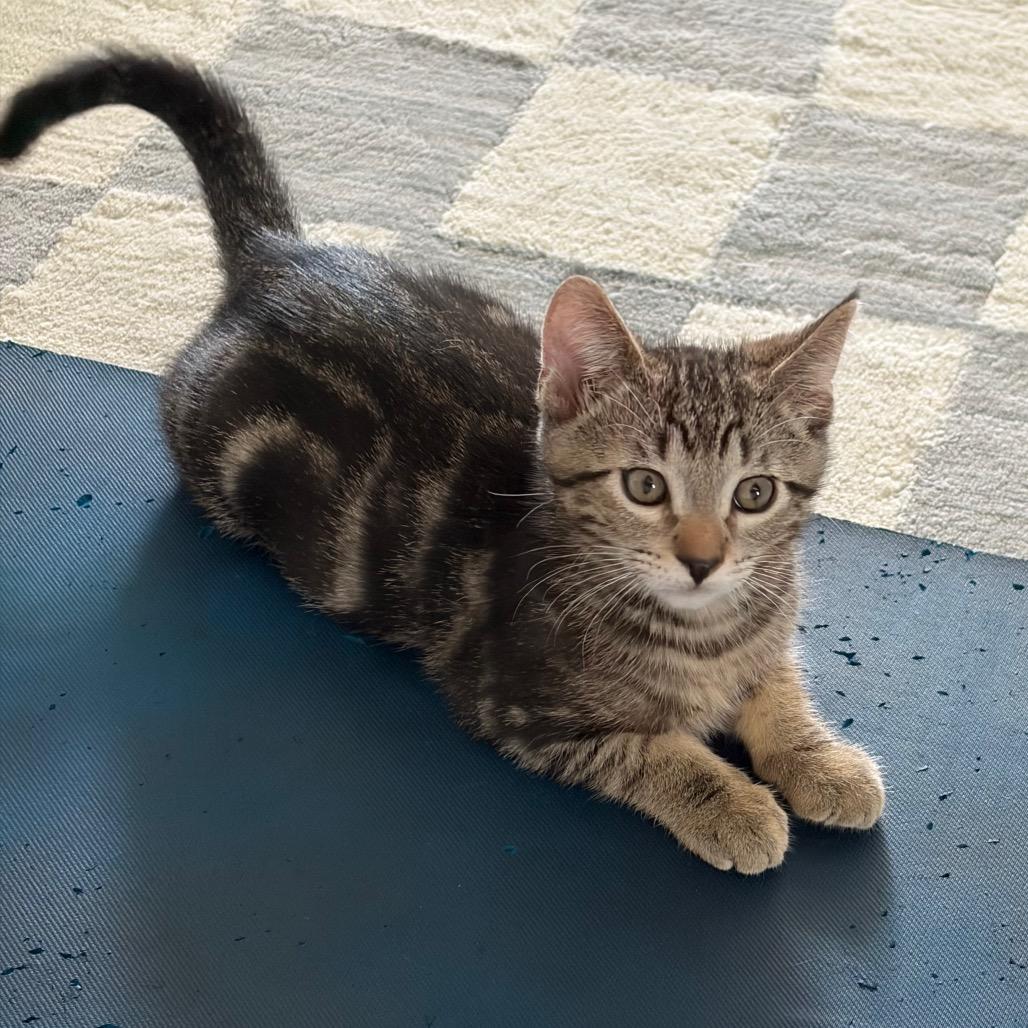 Enlarge Diego, a Adoptable Domestic Short Hair in Talent, OR image 3/6