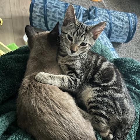 Enlarge Diego, a Adoptable Domestic Short Hair in Talent, OR image 4/6