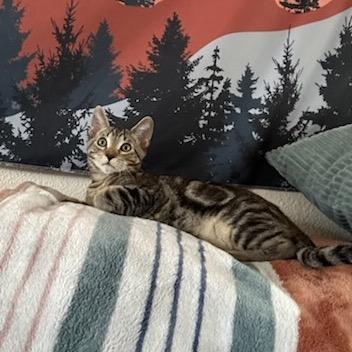 Enlarge Diego, a Adoptable Domestic Short Hair in Talent, OR image 5/6
