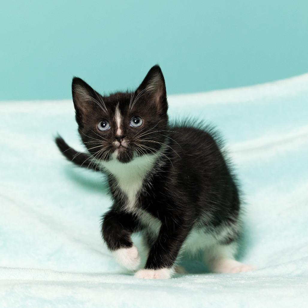 Enlarge Coraline's Iris, a Adoptable Domestic Short Hair in Chantilly, VA image 1/3