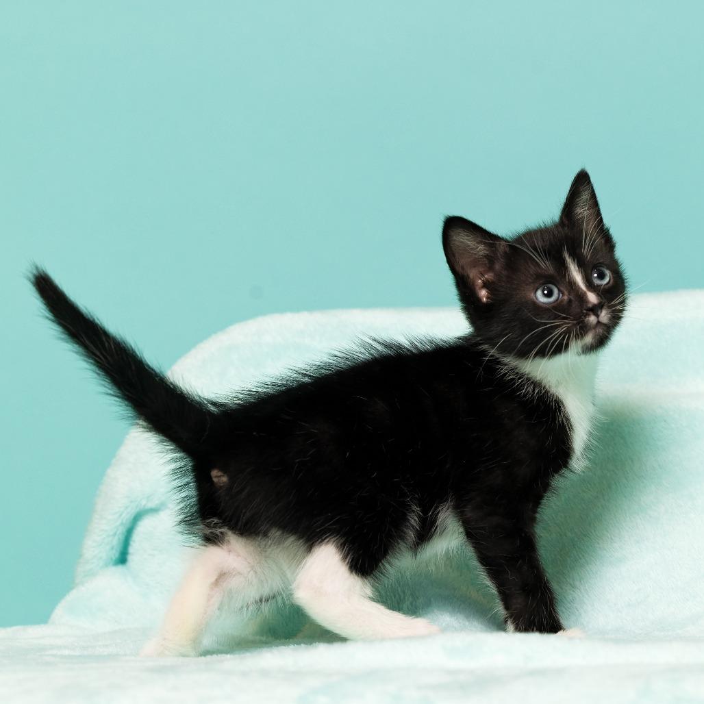 Enlarge Coraline's Iris, a Adoptable Domestic Short Hair in Chantilly, VA image 3/3