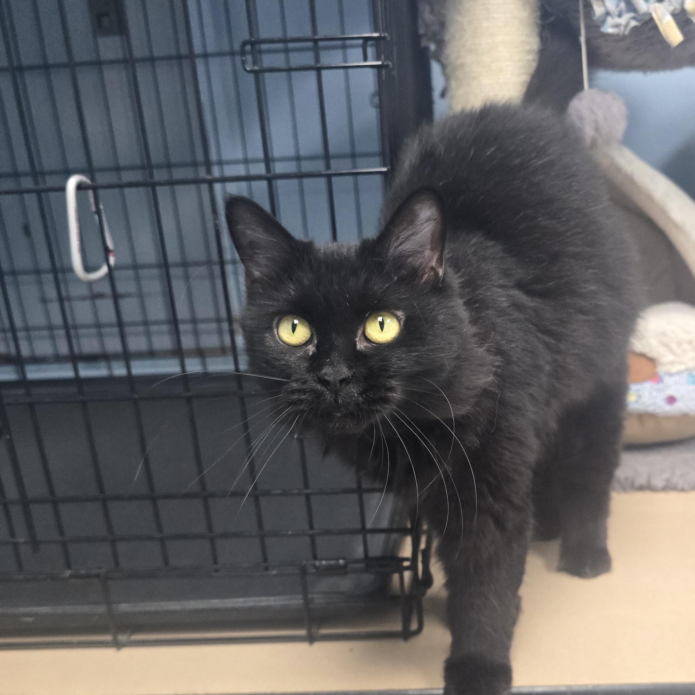 Minnie, adoptable, Adult Female Domestic Long Hair.