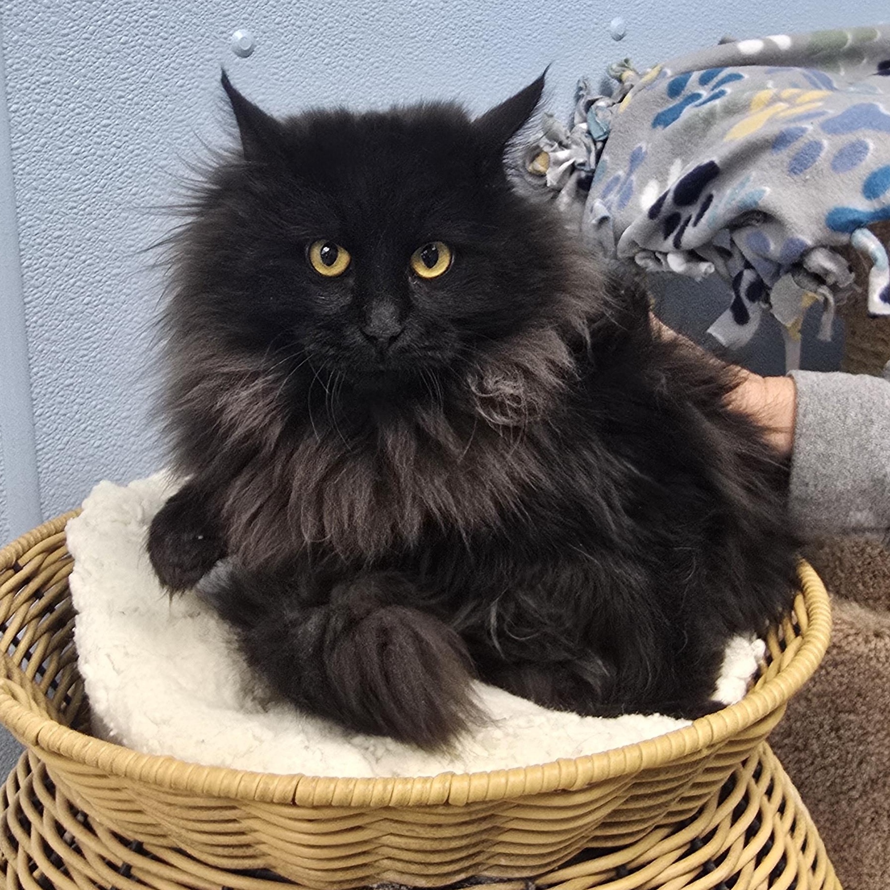 Enlarge Minnie, an adoptable Domestic Long Hair in Farmington, MO image 1/1