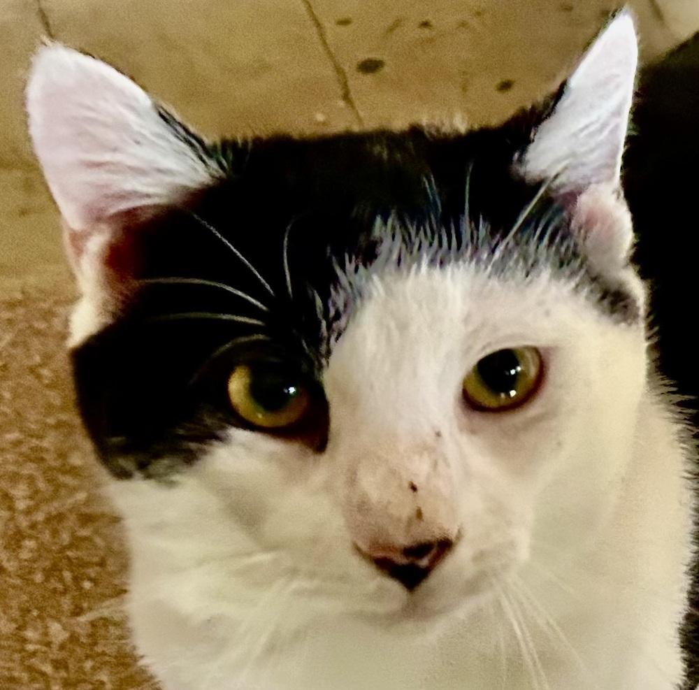 Enlarge Cowboy GREAT CAT!, a Adoptable mixed breed in Franklin, WV image 1/5