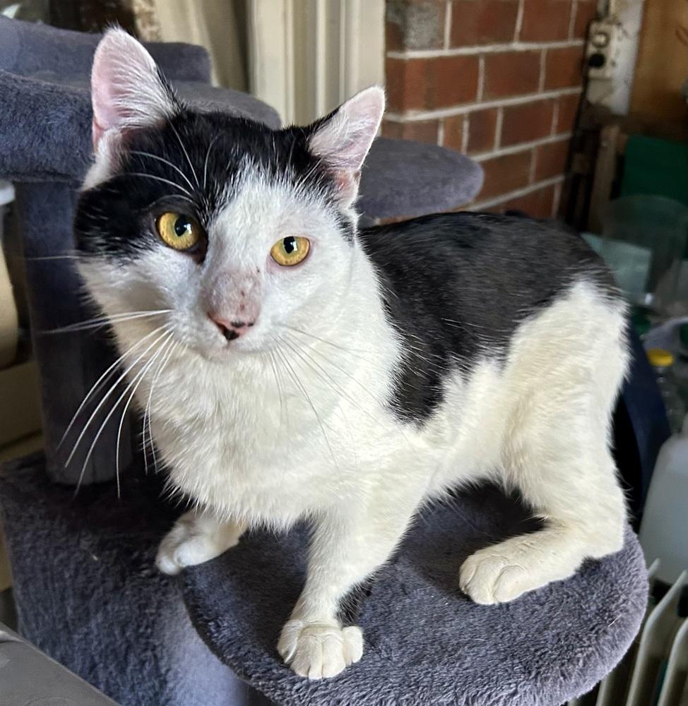Enlarge Cowboy GREAT CAT!, a Adoptable mixed breed in Franklin, WV image 2/5