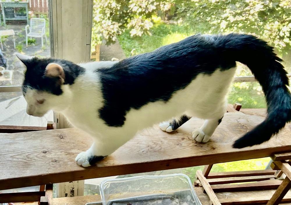 Enlarge Cowboy GREAT CAT!, a Adoptable mixed breed in Franklin, WV image 3/5