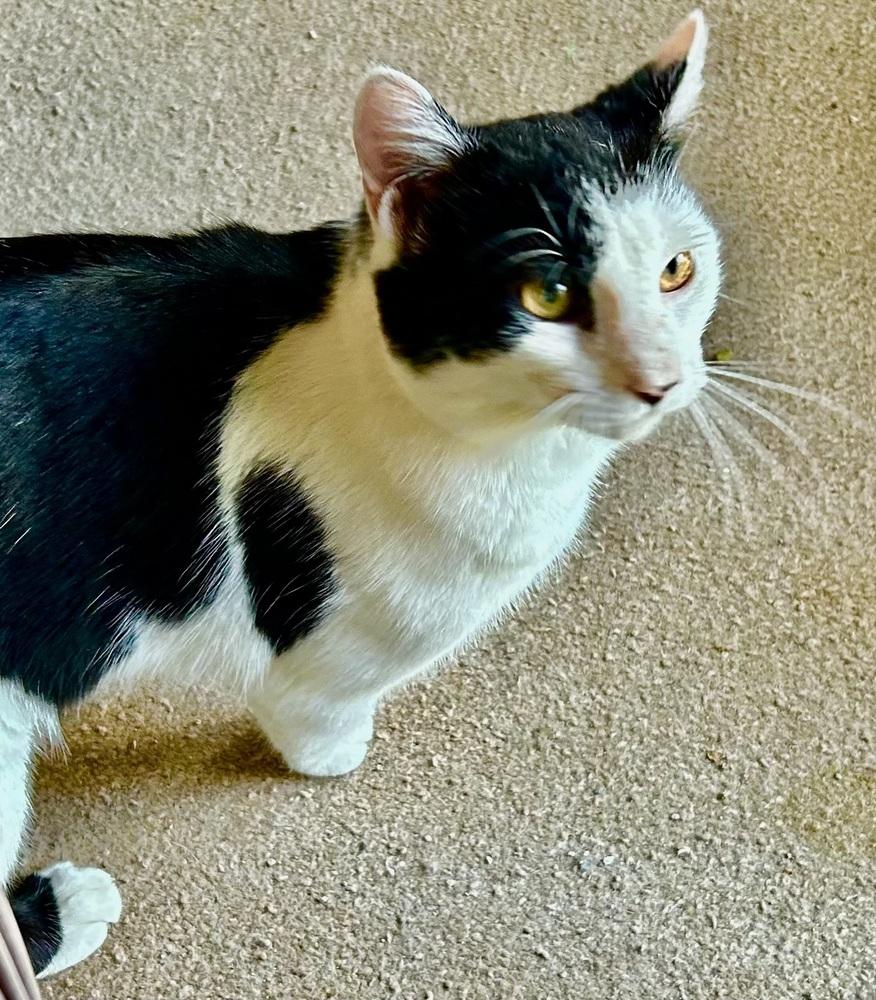 Enlarge Cowboy GREAT CAT!, a Adoptable mixed breed in Franklin, WV image 4/5
