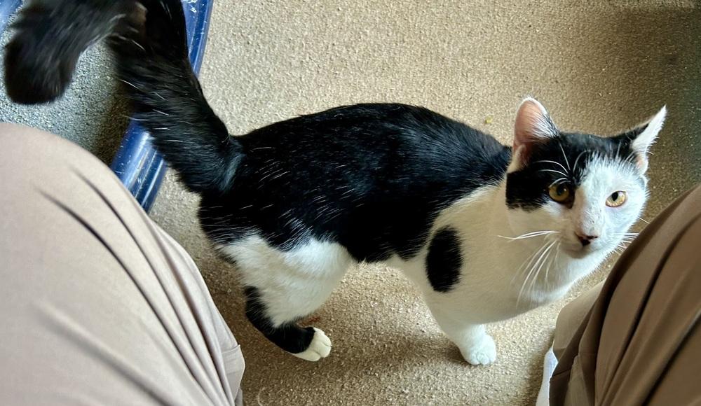 Enlarge Cowboy GREAT CAT!, a Adoptable mixed breed in Franklin, WV image 5/5