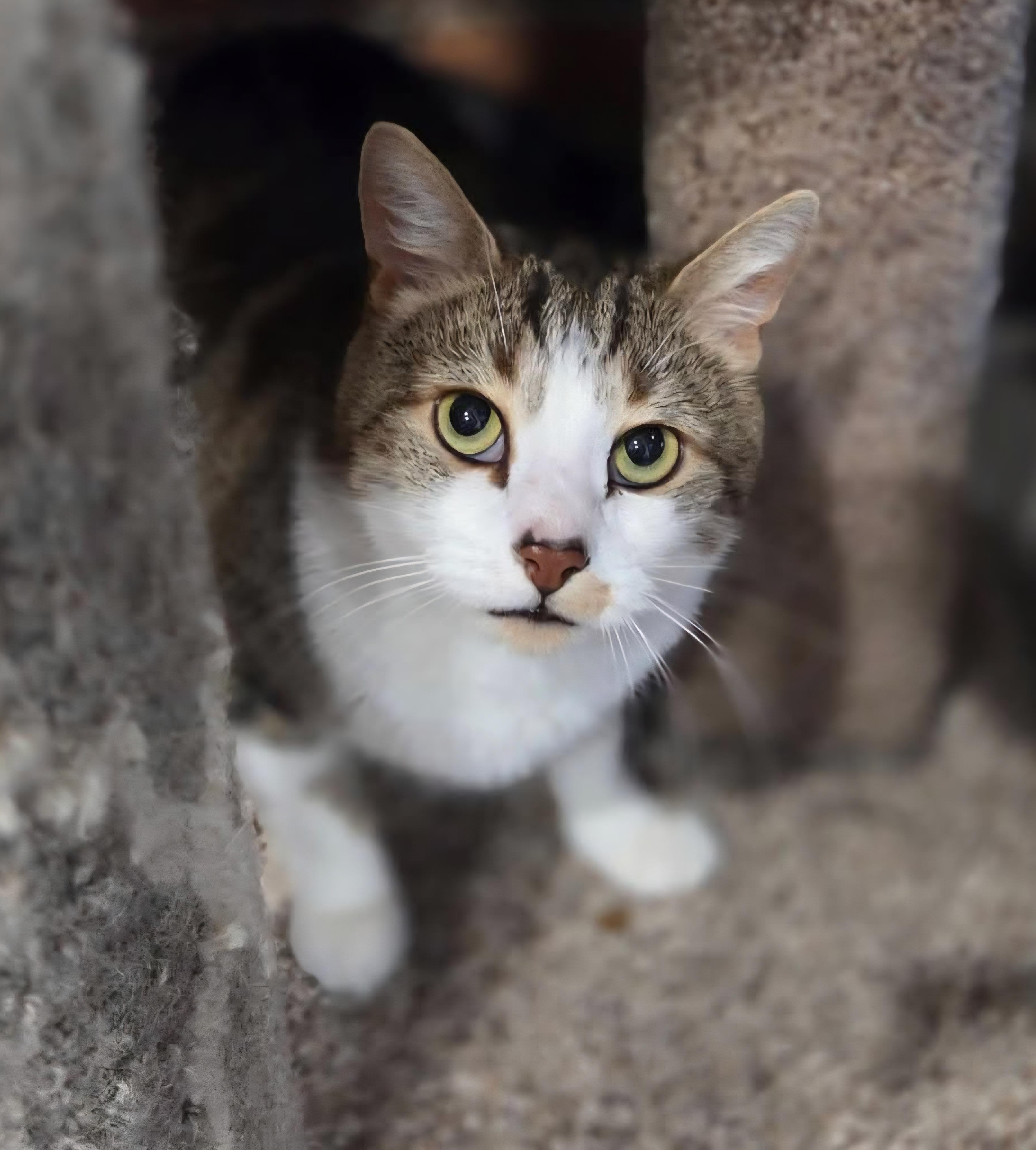Rigatoni, ADOPTABLE, Adult Male Domestic Short Hair & Tabby.