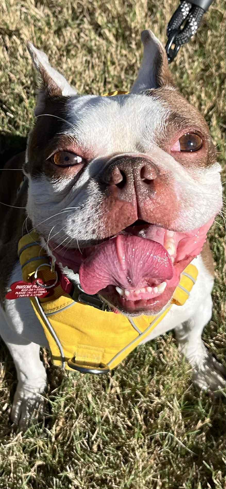 ACE, Adoptable, Young Male Boston Terrier.